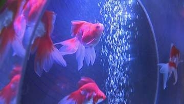 幻想的な雰囲気　金魚を楽しめる移動式水族館　香川・綾川町