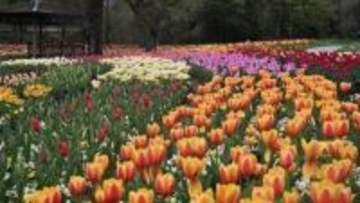 まんのう公園でチューリップが満開　1週間ほど見頃続く　香川