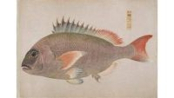 衆鱗図の複製など　栗林公園でサテライト展示　６月30日まで　香川