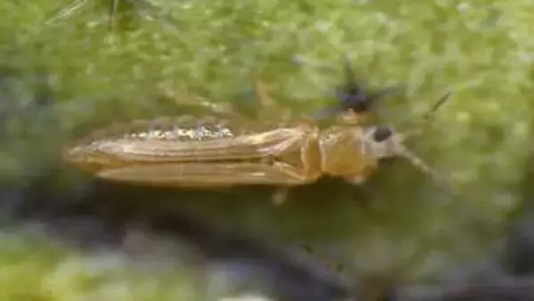 ネギ類などを荒らす害虫「ネギアザミウマ」に注意　香川県が予察注意報