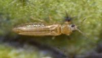 ネギ類などを荒らす害虫「ネギアザミウマ」に注意　香川県が予察注意報