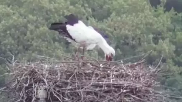 香川・まんのう町でコウノトリのひな誕生　4年連続「吐き出し行動」確認