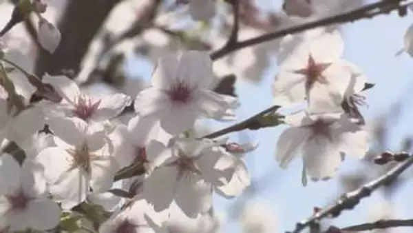 岡山市で桜が満開　平年より4日早く　西川緑道公園で多くの人が花見