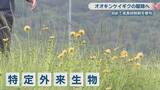 「特定外来生物「オオキンケイギク」駆除へ　中国地方整備局が旭川の河川敷で成長抑制剤を初めて散布　岡山市」の画像1