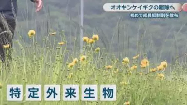 特定外来生物「オオキンケイギク」駆除へ　中国地方整備局が旭川の河川敷で成長抑制剤を初めて散布　岡山市