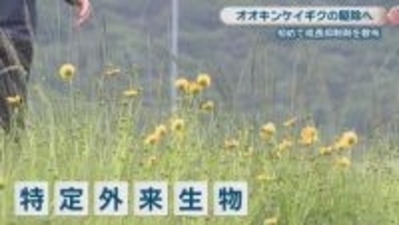 特定外来生物「オオキンケイギク」駆除へ　中国地方整備局が旭川の河川敷で成長抑制剤を初めて散布　岡山市