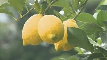 暑さを吹き飛ばして　夏はレモン風呂ですっきり　県内６公衆浴場で　香川