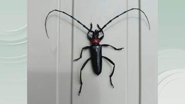 特定外来生物・クビアカツヤカミキリを香川で初確認　 農業被害や樹木倒壊の被害につながる