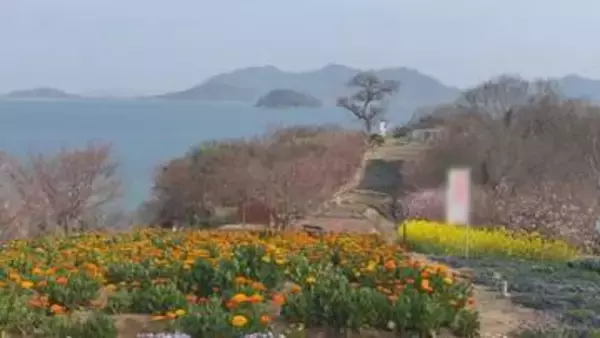 「「天空の花畑」で季節の花が見頃　週末は音楽ライブ予定　香川・三豊市志々島」の画像