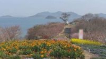 「天空の花畑」で季節の花が見頃　週末は音楽ライブ予定　香川・三豊市志々島