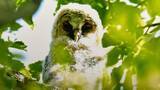 「岡山・和気町で野鳥写真展　命の輝きとらえる　約20人の愛好家が撮影　5月9日から」の画像1