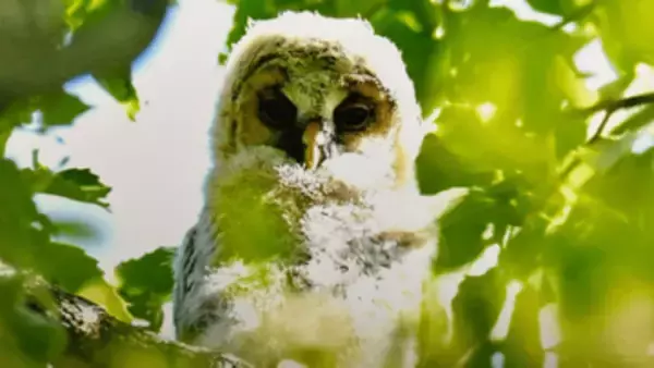 岡山・和気町で野鳥写真展　命の輝きとらえる　約20人の愛好家が撮影　5月9日から