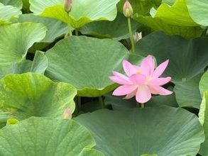 岡山後楽園でハスとハナショウブが見頃　7月5日にはハスの観賞会を開催予定