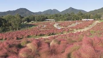 国営讃岐まんのう公園でコキアが見頃　9月の長雨で個性的な暴れん坊コキアに　香川