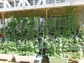 県民が取り組む地球温暖化対策　香川県が「緑のカーテン」写真を募集