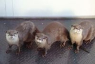 絶滅したニホンカワウソを捜索　四国水族館で20日から特別展　香川