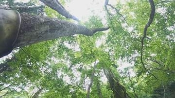 植樹や自然観察会などに取り組む団体に助成金　岡山県が対象団体を募集