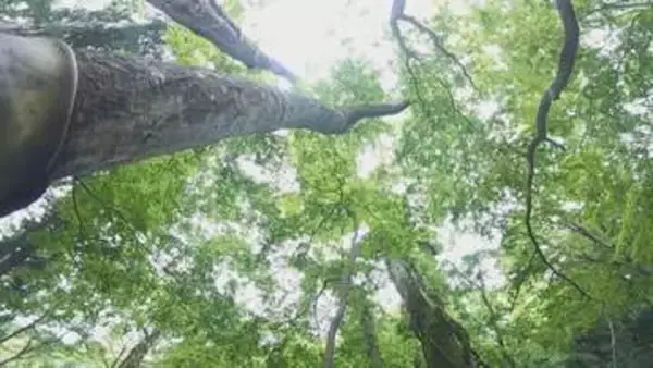 植樹や自然観察会などに取り組む団体に助成金　岡山県が対象団体を募集