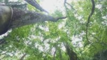 植樹や自然観察会などに取り組む団体に助成金　岡山県が対象団体を募集