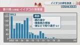 「激減しているイイダコを増やせ　瀬戸内海に卵を放流　香川」の画像1