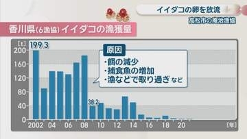 激減しているイイダコを増やせ　瀬戸内海に卵を放流　香川