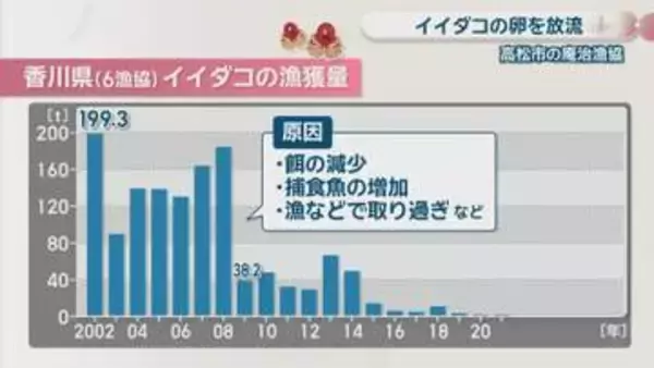 激減しているイイダコを増やせ　瀬戸内海に卵を放流　香川