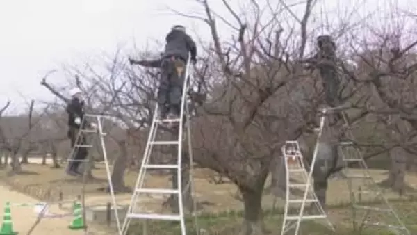 岡山後楽園で梅の木の剪定始まる　1月15日に切り落とした枝を販売