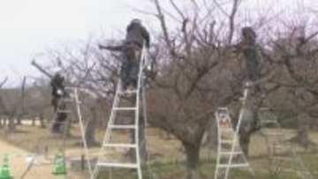 岡山後楽園で梅の木の剪定始まる　1月15日に切り落とした枝を販売