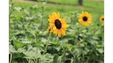 ドイツの森でヒマワリが開花　見頃は７月中旬～8月中旬ごろ　岡山・赤磐市