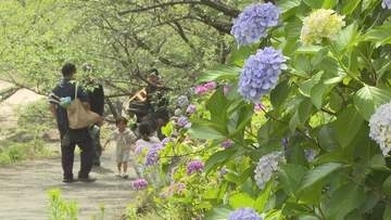 梅雨を彩るアジサイ約13000本が見頃に　種松山公園　岡山・倉敷市