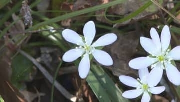 春の気配を感じる花「雪割草」　満奇洞で美しく咲く　岡山・新見市