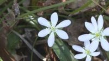 春の気配を感じる花「雪割草」　満奇洞で美しく咲く　岡山・新見市