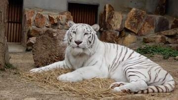 ホワイトタイガーなどに餌やり体験も　池田動物園でGWイベント　岡山市
