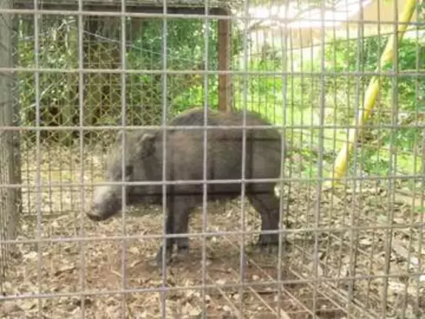 【速報】高松市のゴルフ場にイノシシ　男性職員がかまれる