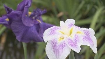 かわつ花菖蒲園　最後の一般公開　ルールを守って楽しんで　香川・坂出市