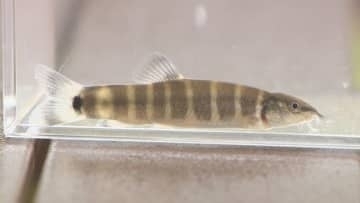 玉野市の渋川マリン水族館　人工繁殖のアユモドキ稚魚を受け入れ飼育へ　絶滅危惧ⅠＡ類の淡水魚