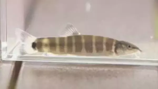 玉野市の渋川マリン水族館　人工繁殖のアユモドキ稚魚を受け入れ飼育へ　絶滅危惧ⅠＡ類の淡水魚