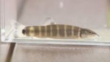 玉野市の渋川マリン水族館　人工繁殖のアユモドキ稚魚を受け入れ飼育へ　絶滅危惧ⅠＡ類の淡水魚