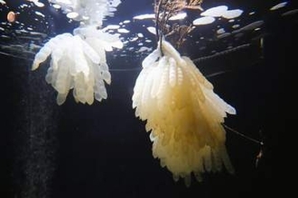 四国水族館でアオリイカの卵を展示　孵化や成長などを楽しんで　香川・宇多津町