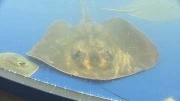 「隠れた地魚」の利用促進へ　新メニュー開発にアカエイなどを無償提供　香川県