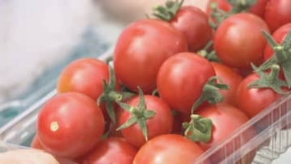 学校給食に「ごじまんのミニトマト」を提供　高松市