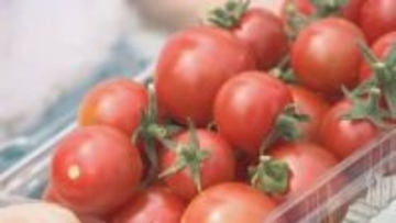 学校給食に「ごじまんのミニトマト」を提供　高松市
