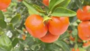 香川の紅いみかん　露地栽培の「小原紅早生みかん」22日に出荷開始