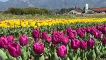 2万本が見頃！奈義町で11日に広岡チューリップまつり　岡山