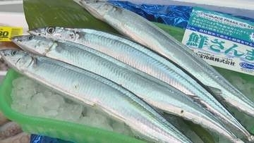 秋の味覚・サンマの価格が高騰　猛暑が要因？前年の2倍以上に　一方で安い魚も…　香川