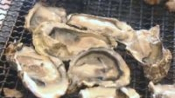 カキ被害の特別相談窓口　日本政策金融公庫が設置