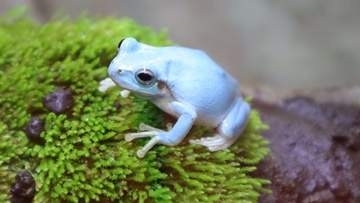 珍しい青い二ホンアマガエル　四国水族館で5日から展示　香川