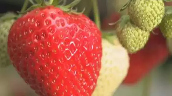 イチゴ「さぬき姫」の食べ放題　農園のボスに腕相撲で勝つと…　香川・三木町