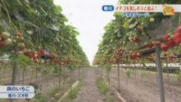 イチゴ「さぬき姫」の食べ放題　農園のボスに腕相撲で勝つと…　香川・三木町