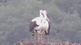「まんのう町で4月にふ化したコウノトリ3羽　愛称決まる　香川」の画像1